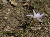 Romulea clusiana 12, Saxifraga-Willem van Kruijsbergen