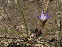 Romulea clusiana 13, Saxifraga-Willem van Kruijsbergen