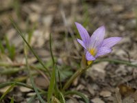 Romulea clusiana 2, Saxifraga-Jan van der Straaten