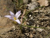 Romulea clusiana 4, Saxifraga-Jan van der Straaten