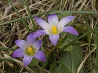 Romulea clusiana 5, Saxifraga-Willem van Kruijsbergen