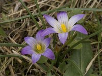 Romulea clusiana 6, Saxifraga-Willem van Kruijsbergen