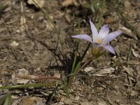 Romulea clusiana 7, Saxifraga-Willem van Kruijsbergen