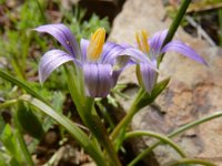 Romulea ramiflora 2, Saxifraga-Ed Stikvoort