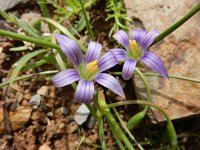 Romulea ramiflora 3, Saxifraga-Ed Stikvoort