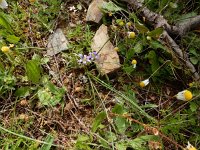 Romulea ramiflora 4, Saxifraga-Ed Stikvoort