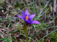 Romulea tempskyana 2, Saxifraga-Ed Stikvoort