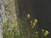 Rorippa amphibia 18, Gele waterkers, Saxifraga-Willem van Kruijsbergen