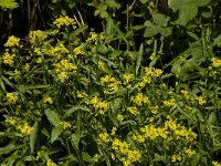 Rorippa amphibia 2, Gele waterkers, Saxifraga-Jan van der Straaten