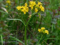 Rorippa amphibia 21, Gele waterkers, Saxifraga-Ed Stikvoort