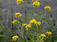 Rorippa amphibia 22, Gele waterkers, Saxifraga-Peter Meininger