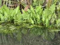 Rorippa amphibia 27, Gele waterkers, Saxifraga-Tom Heijnen