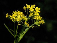 Rorippa amphibia 4, Gele waterkers, Saxifraga-Jan van der Straaten