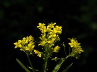 Rorippa amphibia 5, Gele waterkers, Saxifraga-Jan van der Straaten