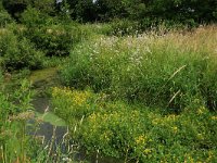 Rorippa amphibia 7, Gele waterkers, Saxifraga-Hans Boll