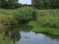 Rorippa amphibia 8, Gele waterkers, Saxifraga-Hans Boll