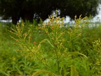 Rorippa austriaca 15, Oostenrijkse kers, Saxifraga-Ed Stikvoort