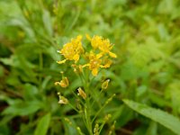 Rorippa austriaca 9, Oostenrijkse kers, Saxifraga-Ed Stikvoort