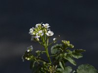 Rorippa officinale 2, Witte waterkers, Saxifraga-Willem van Kruijsbergen