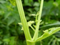 Rorippa palustris 12, Moeraskers, Saxifraga-Rutger Barendse