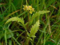 Rorippa palustris 14, Moeraskers, Saxifraga-Ed Stikvoort