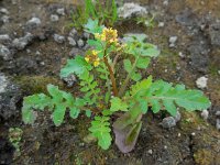 Rorippa palustris 3, Moeraskers, Saxifraga-Ed Stikvoort