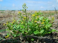 Rorippa palustris 4, Moeraskers, Saxifraga-Ed Stikvoort