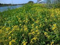 Rorippa sylvestris 3, Akkerkers, Saxifraga-Ed Stikvoort