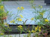 Rorippa sylvestris 5, Akkerkers, Saxifraga-Ed Stikvoort