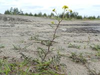 Rorippa sylvestris 6, Akkerkers, Saxifraga-Rutger Barendse