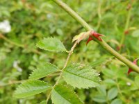 Rosa agrestis 2, Kraagroos, Saxifraga-Rutger Barendse