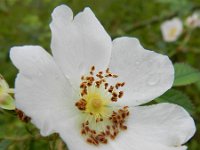 Rosa agrestis 3, Kraagroos, Saxifraga-Rutger Barendse