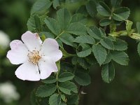 Rosa arvensis 2, Bosroos, Saxifraga-Peter Meininger