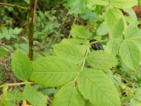 Rosa caesia 3, Behaarde struweelroos, Saxifraga-Rutger Barendse