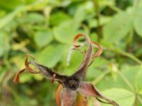 Rosa caesia 4, Behaarde struweelroos, Saxifraga-Rutger Barendse