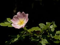 Rosa canina 12, Hondsroos, Saxifraga-Jan van der Straaten