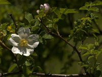 Rosa canina 14, Hondsroos, Saxifraga-Jan van der Straaten