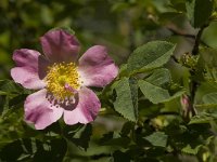 Rosa canina 16, Hondsroos, Saxifraga-Jan van der Straaten