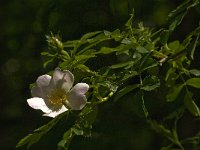 Rosa canina 18, Hondsroos, Saxifraga-Jan van der Straaten