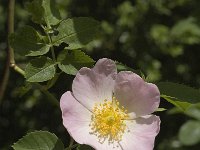 Rosa canina 2, Hondsroos, Saxifraga-Marijke Verhagen