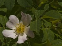 Rosa canina 20, Hondsroos, Saxifraga-Jan van der Straaten