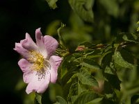 Rosa canina 21, Hondsroos, Saxifraga-Jan van der Straaten