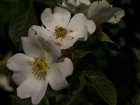 Rosa canina 24, Hondsroos, Saxifraga-Jan van der Straaten