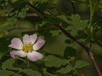 Rosa canina 26, Hondsroos, Saxifraga-Jan van der Straaten