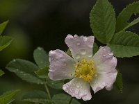 Rosa canina 27, Hondsroos, Saxifraga-Jan van der Straaten