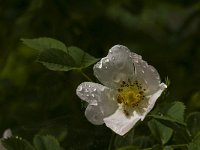 Rosa canina 28, Hondsroos, Saxifraga-Jan van der Straaten