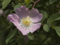 Rosa canina 3, Hondsroos, Saxifraga-Jan van der Straaten