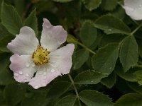 Rosa canina 30, Hondsroos, Saxifraga-Jan van der Straaten