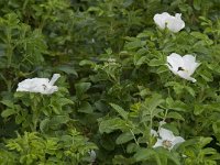 Rosa canina 35, Hondsroos, Saxifraga-Willem van Kruijsbergen