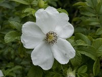 Rosa canina 36, Hondsroos, Saxifraga-Willem van Kruijsbergen